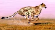 Extinct steppe cheetah was found in Aral
