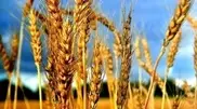 Kazakhstan may export up to 15 million tons of grain