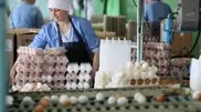 Russia and Belarus sell eggs and chicken almost past their sell-by date to Kazakhstan