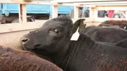 Australian cows arrived in Kazakhstan