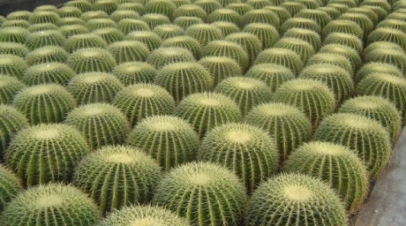 Echinocactus grusonii