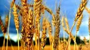 Kazakh grain could knock down Russian flour 