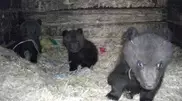 Yuriy Nikulin’s Circus in Moscow purchased three bear cubs from Semey
