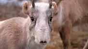 Saiga population increased by one third in Kazakhstan