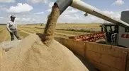 Kazakhstan to export another 3.8 million tons of grain before the end of September