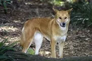 Sleeping Australian teen in dingo incident 