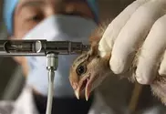 Mexico to vaccinate 10 million birds in flu outbreak 
