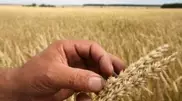 Drought killed the wheat harvest at 7 thousand hectares in South-Kazakhstan oblast