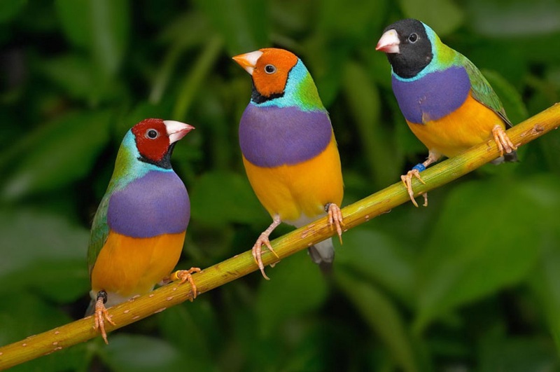 Parrot finch. Photo courtesy of birdsville.com