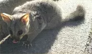 N. Zealand school criticised for dead possum show 