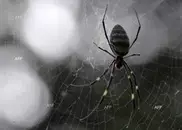 New spider family found in US caves 