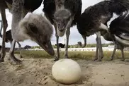 New Zealander jailed for ostrich egg assault on wife 