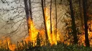 PHOTO: Dry wood on fire in Almaty's Botanic Garden