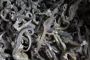 Peru seizes 16,000 dried seahorses headed to Asia 