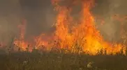 100 hectares of dry wood burnt in Almaty oblast mountains