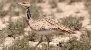PHOTO: 100 houbara bustards from UAE freed in Kazakhstan