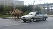 PHOTO: Camels freely roam Atyrau
