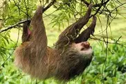 Catching some zzzz's at Costa Rica's sloth sanctuary 