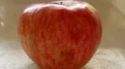 1 kg apple presented on City Day in Almaty