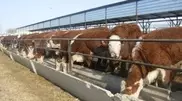 Kazakhstan Ministry of Agriculture eyes early evaluation of cattle breed