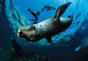 Revealed: How sea lions make mega-dives 