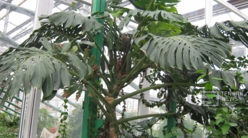 Monstera deliciosa. ©Tengrinews