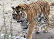 Man mauled by tiger at New York zoo 