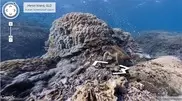 Google offers virtual dives in world's coral reefs 