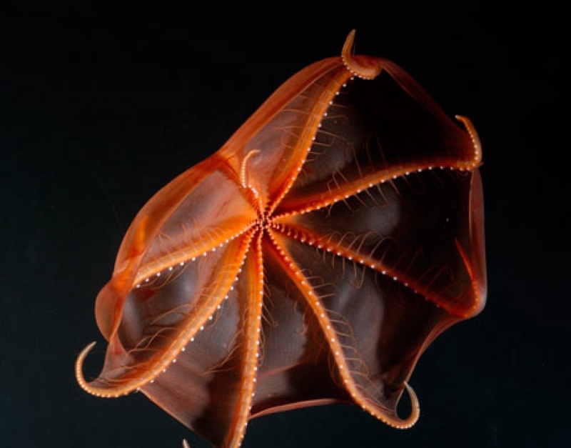 Vampire squid. Photo courtesy of thescenepoetic.edublogs.com