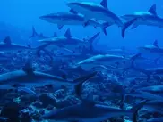 Costa Rica tightens ban on shark fins 