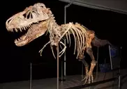 Dinosaur 'thief' arrested in Florida 