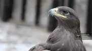 There may be no steppe eagles left in Kazakhstan in 50 year