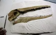 Father of flying fish found in China: palaeontologists
