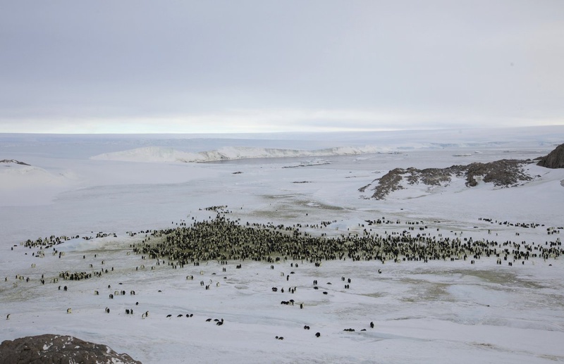 Penguins are seen in Antarctica. ©REUTERS