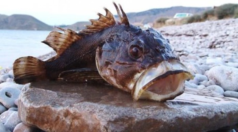 A rock-fish. Photo courtesy of sevnews.info