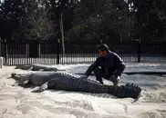 Crocodile captured in Gaza sewer: Hamas 