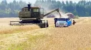 Drought halves Kazakh grain harvest 