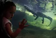 Girl, seven, feared taken by crocodile in Australia 