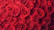 Kyzylorda resident ordered delivery of one million roses