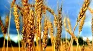 Georgia offered aid to Egypt in export of Kazakhstan grain