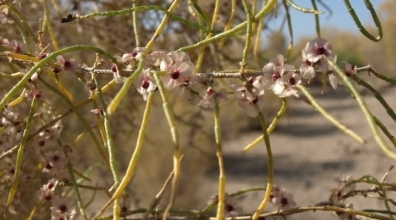 Saxaul in blossom