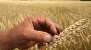 Wheat harvest may go down one third in Kazakhstan