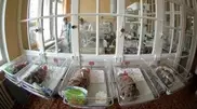 Nurses try to sell newborn for $6 thousand in Shymkent