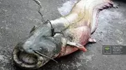 Fisherman from southern Kazkahstan catches 150kg catfish