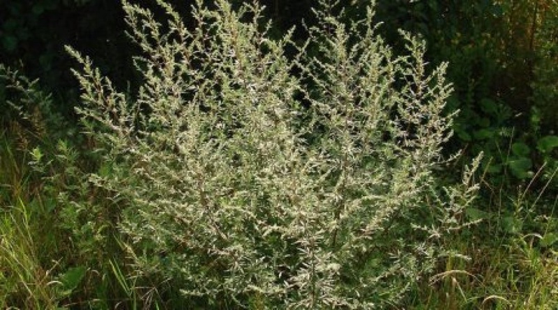 Wormwood. Photo courtesy of liveinternet.ru