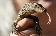 Seven rare Komodo dragons hatch in Indonesia 