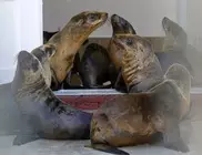 Sea lion pup waddles into California hotel 