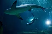 Sharks dive by the moon: study 