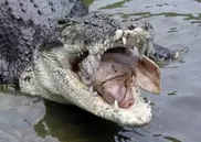Frenchman fights off crocodile in Australia 