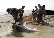Kazakhstan may be out of sturgeons in 4-5 years